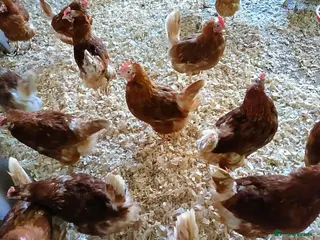 Chickens poultry Ex commercial laying hens - Advert 1