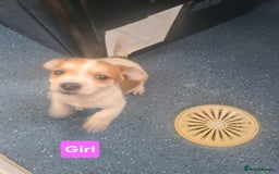 Jack Russell dogs for sale: Jack Russell Puppies | Rough coated | 2 Pups left - Image 2