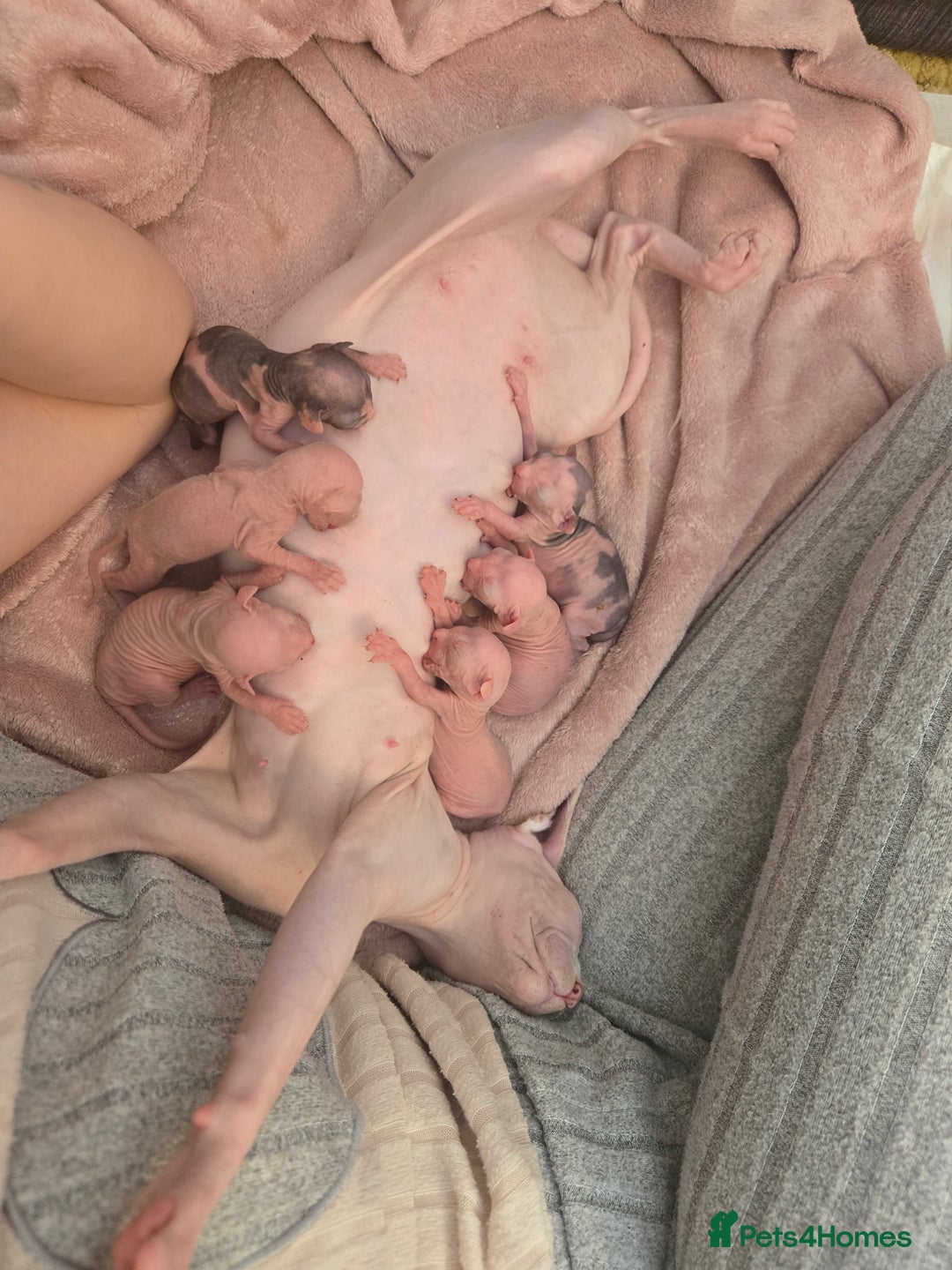 Sphynx cats for sale: Sphynx kittens - Image 4