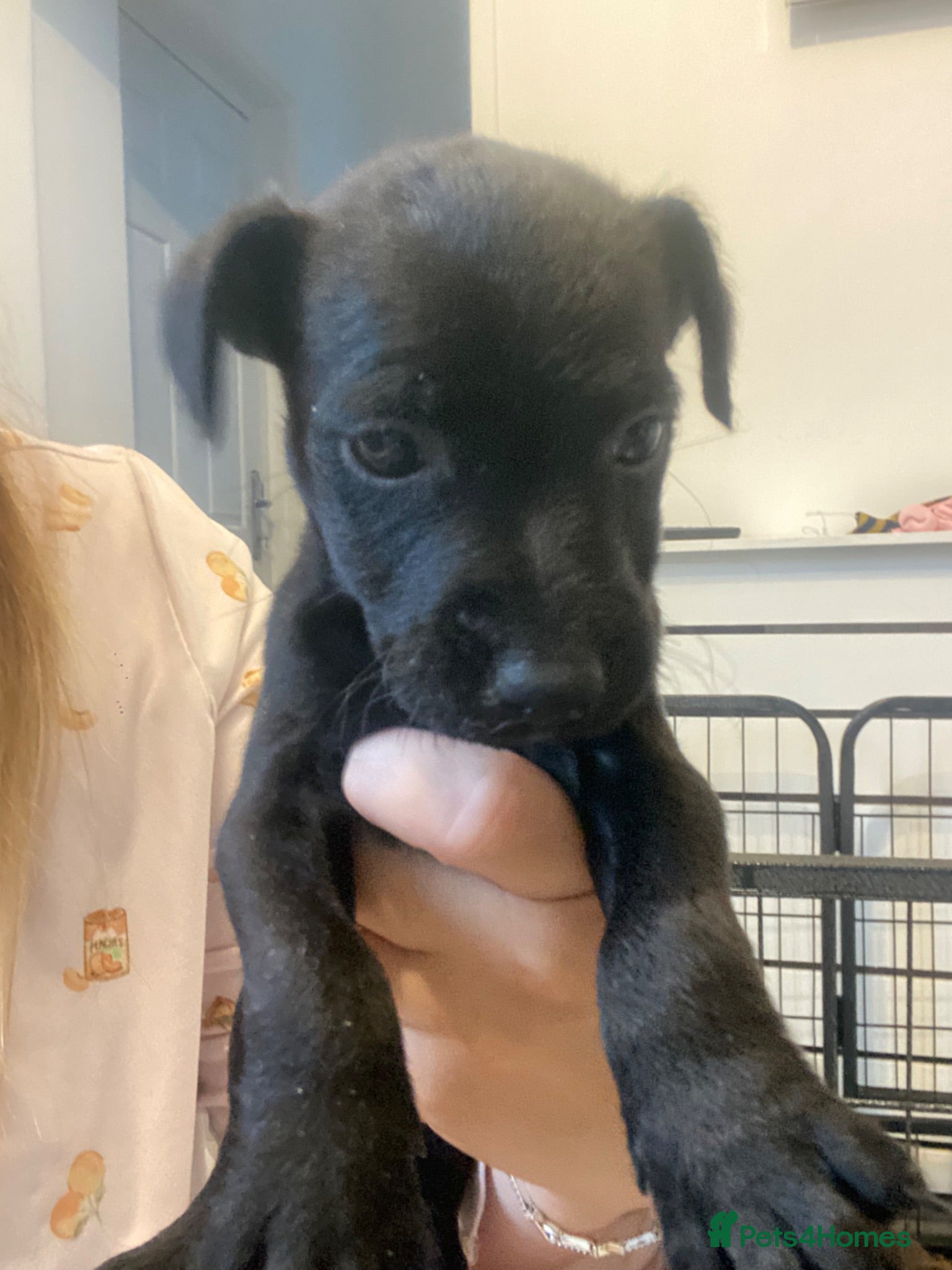 Patterdale Terrier dogs Patterdale pups for sale - Advert 1