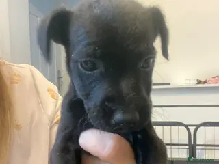 Patterdale Terrier dogs Patterdale pups for sale - Advert 9