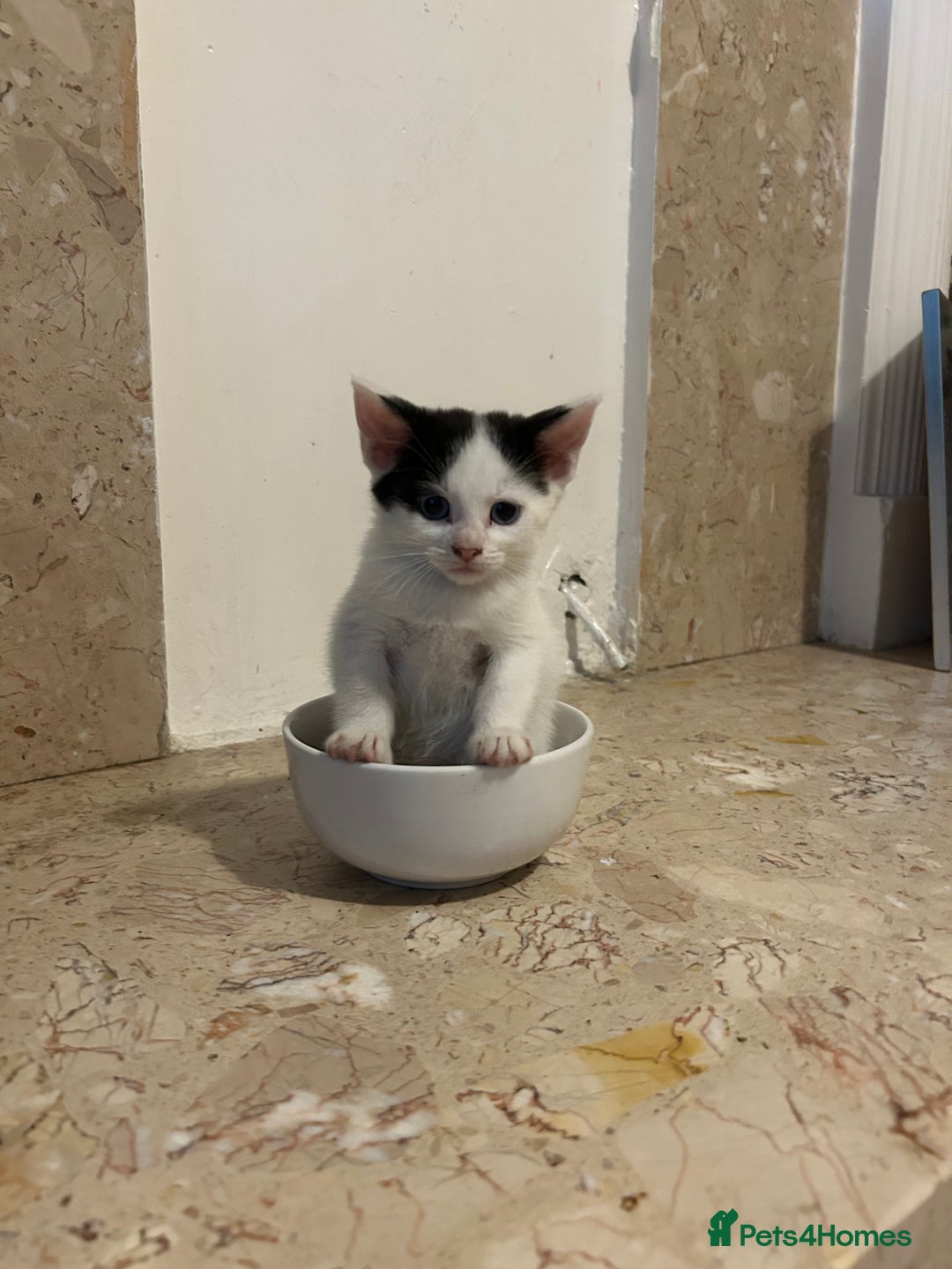 Persian cats for sale: Beautiful Persian kittens / 1 mixed breed  - Image 18