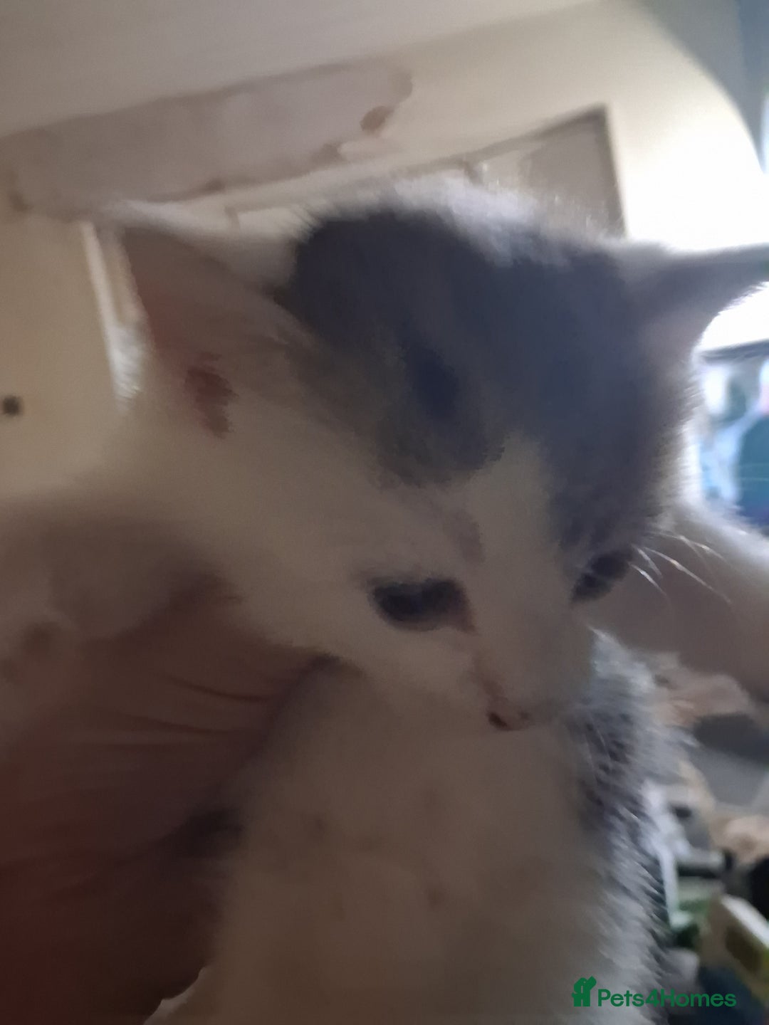 British Shorthair cats for sale: Kittens for sale  - Advert 2