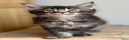 Maine Coon cats for sale: Beautiful Maine coon kittens - Advert 13