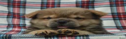 Chow Chow dogs for sale: beautiful smooth and rough coat chow babies - Advert 6