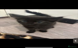 Mixed Breed cats for sale: 7 all black kittens - Image 22