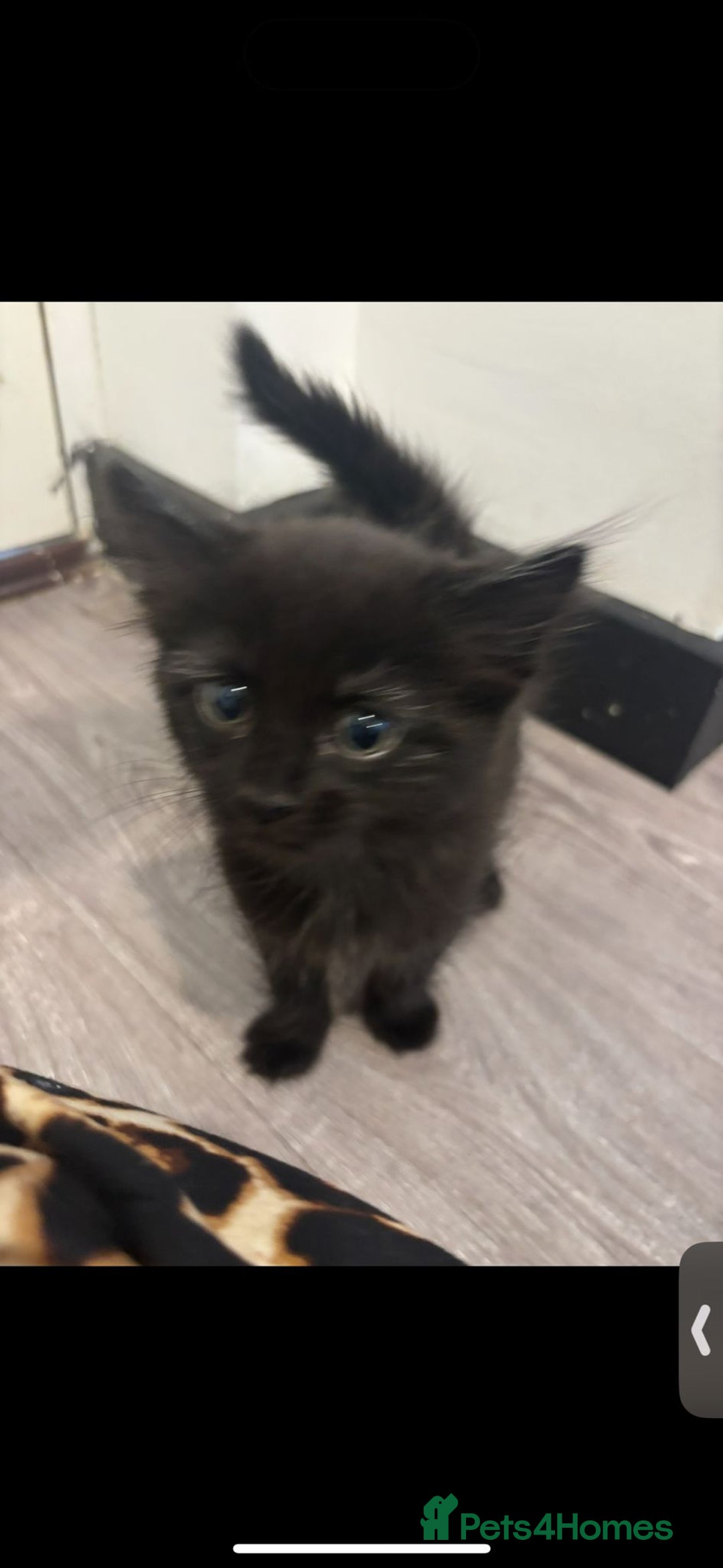 Mixed Breed cats for sale: 7 all black kittens - Image 22