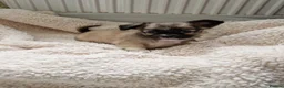 Chihuahua dogs for sale: Chihuahua puppy's  - Advert 19