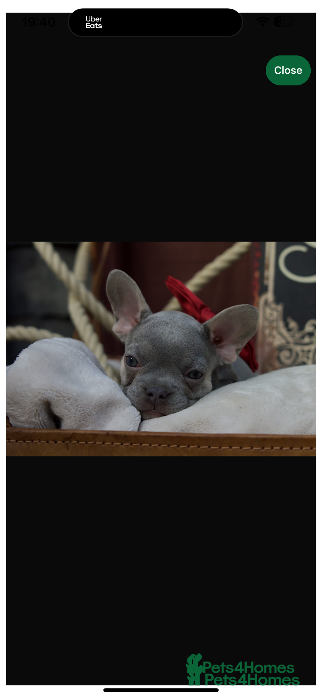 French Bulldog dogs for sale: 2 gorgeous French bulldogs ready to leave!  - Image 1