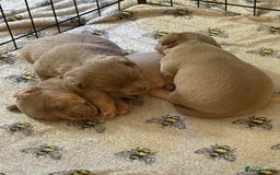 Jack Russell dogs for sale: Wenlock JRT Lilac Bitch (Last one left)  - Image 4