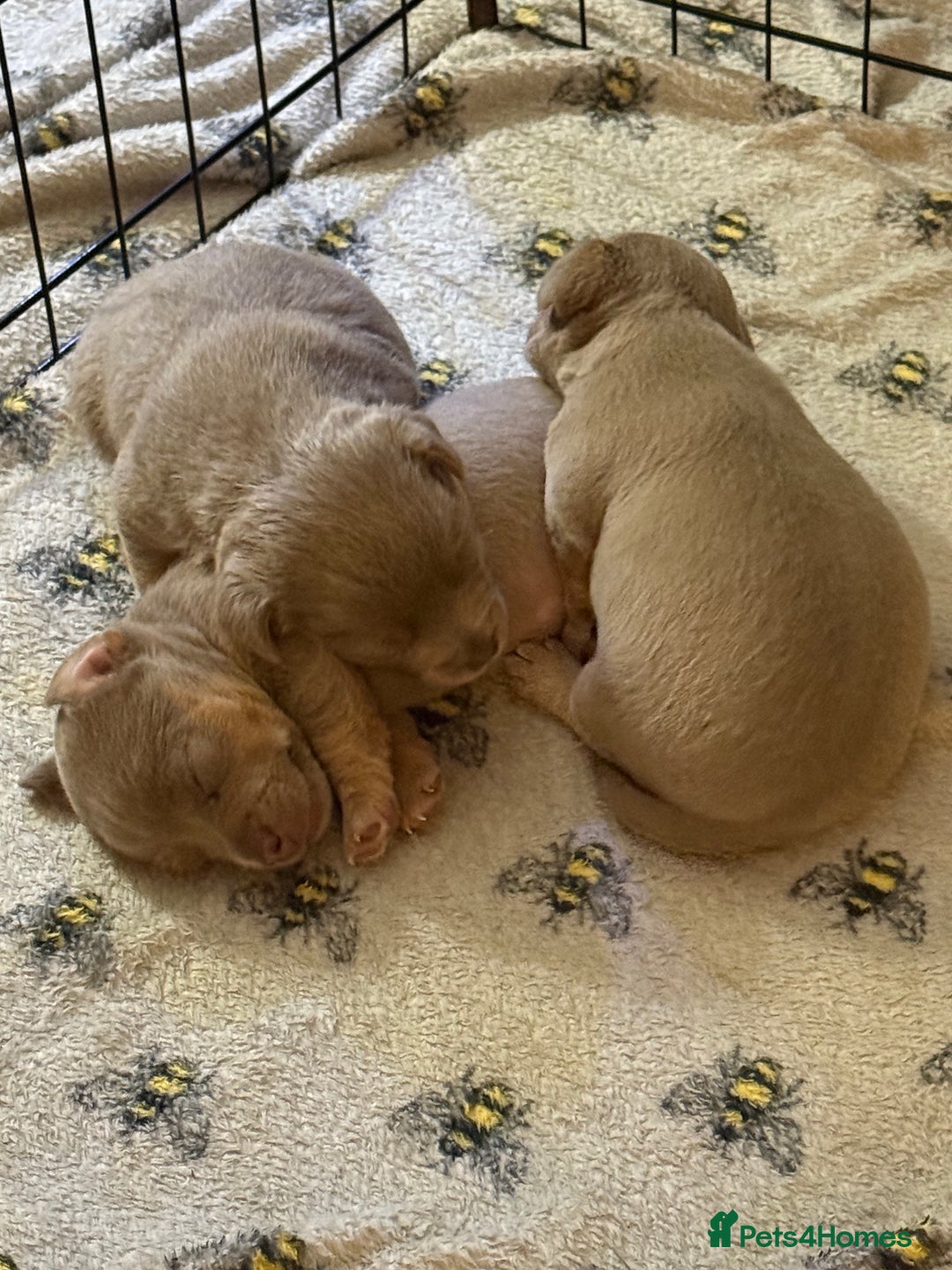 Jack Russell dogs for sale: Wenlock JRT Lilac Bitch (Last one left)  - Image 4