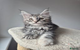 Maine Coon cats for sale: 2 TICA-Registered Maine Coon Kittens Available - Image 22