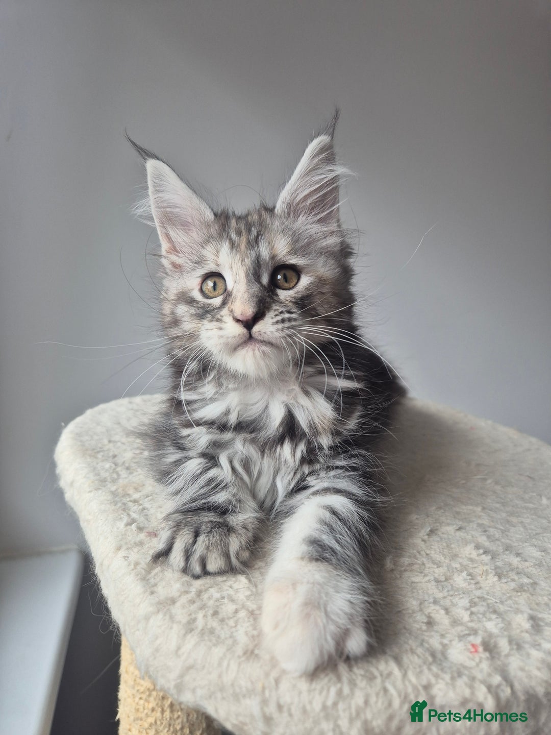Maine Coon cats for sale: 2 TICA-Registered Maine Coon Kittens Available - Image 22