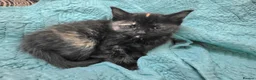 Mixed Breed cats for sale: Beautiful kittens looking for forever home - Advert 19
