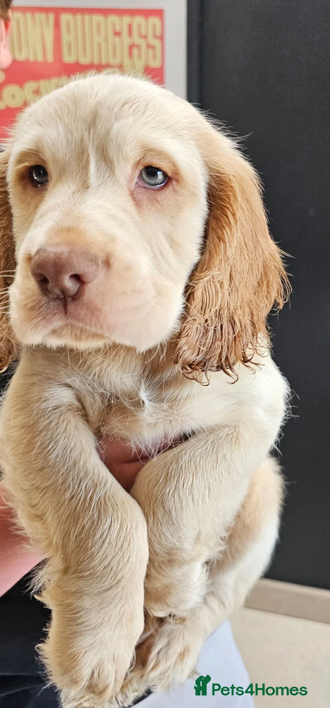 Cocker Spaniel dogs for sale: Beautiful cocker spaniel puppies - Advert 2