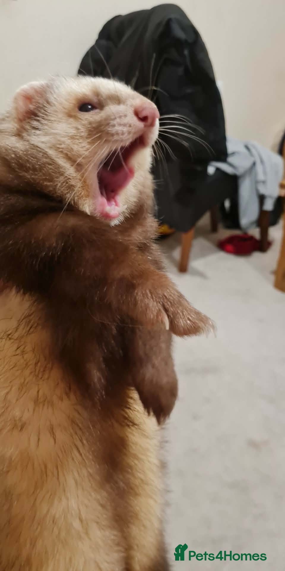 Ferret rodents Semi angora hob for stud in Willenhall - Advert 18