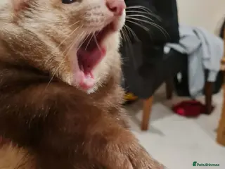 Ferret rodents Semi angora hob for stud in Willenhall - Advert 18