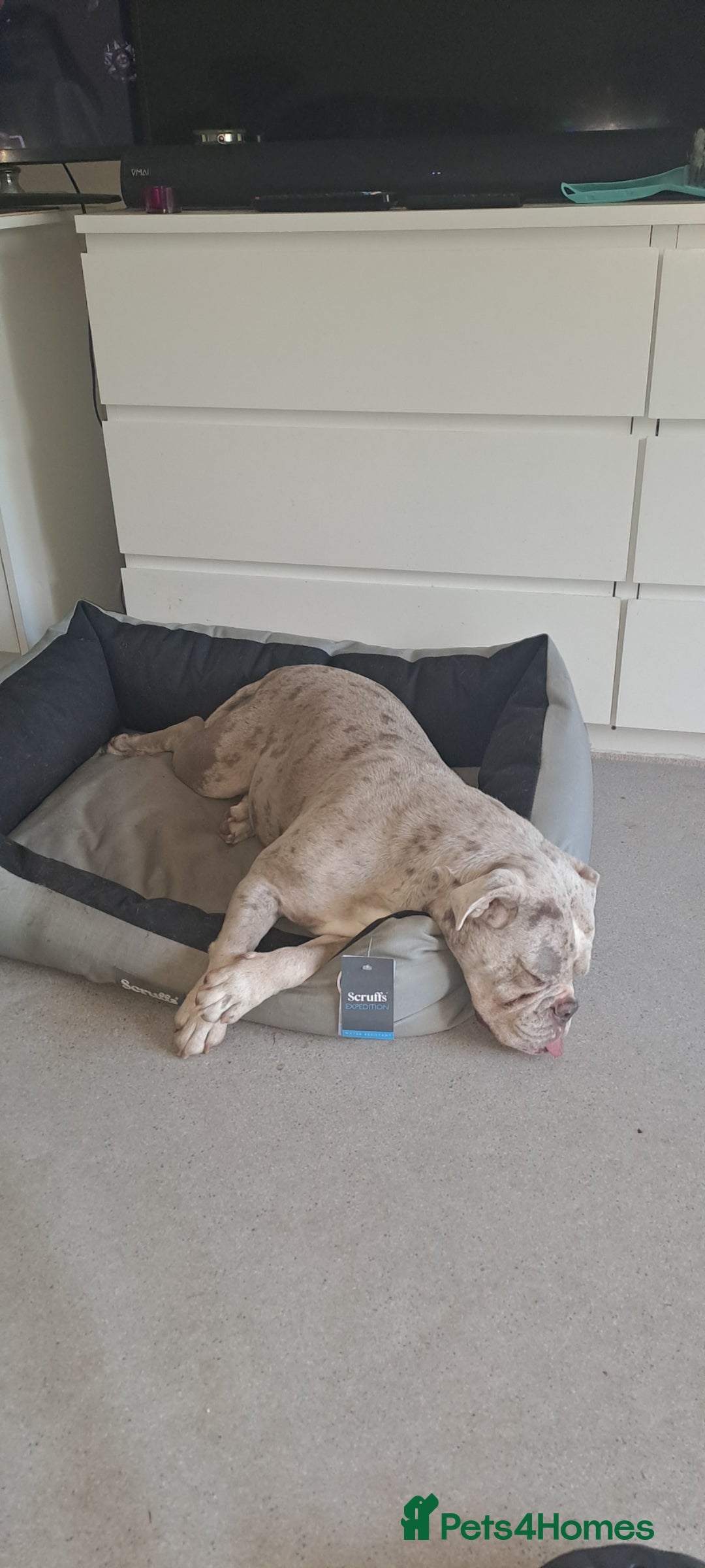 Dorset Olde Tyme Bulldogge dogs for sale: Dorset old tyme bulldog  - Image 2