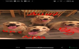 Goldador dogs for sale: GOLDADOR PUPPIES - Image 18