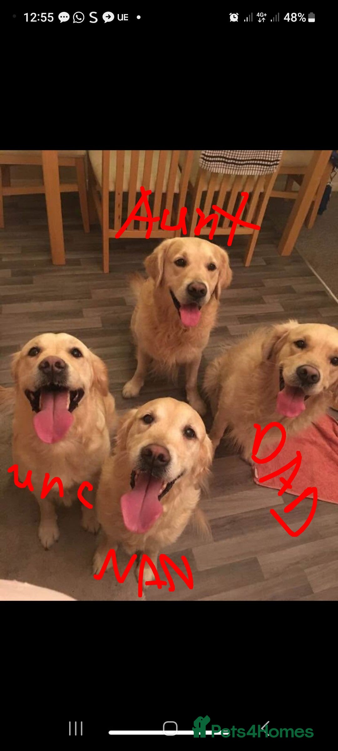 Goldador dogs for sale: GOLDADOR PUPPIES - Image 18