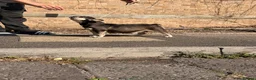 French Bulldog dogs for sale:     💎 Premium French Bulldog Puppies   in Poole - Advert 7