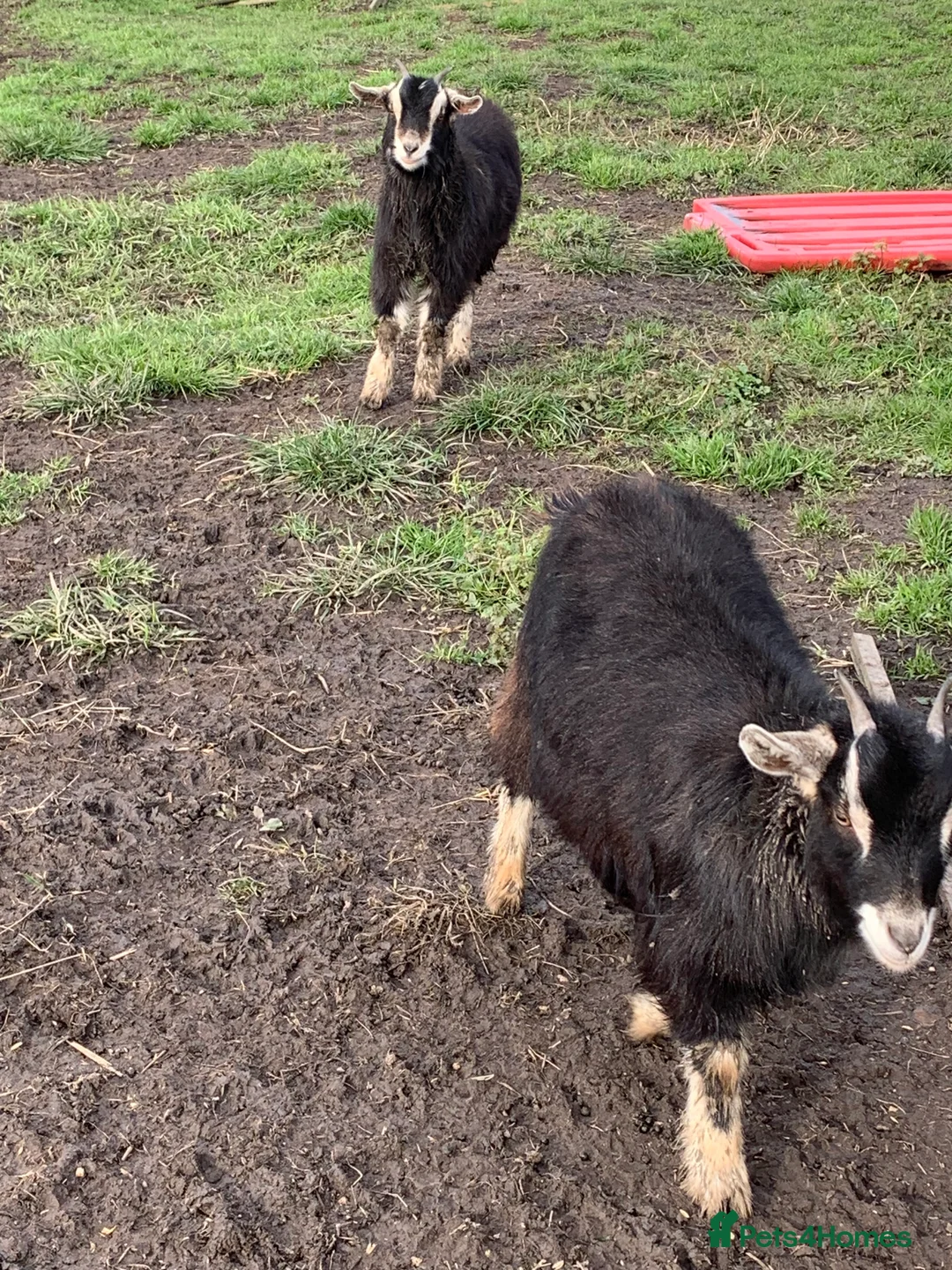 Goats livestock for sale: 2 female Pygmy goats  - Advert 5