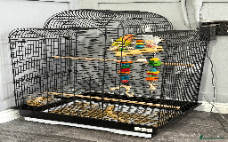 Lovebirds birds for sale: LOVE BIRDS FOR SALE  - Advert 2