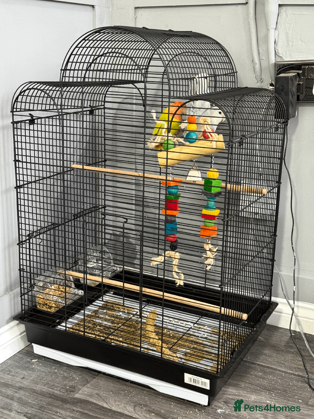 Lovebirds birds for sale: LOVE BIRDS FOR SALE  - Advert 2