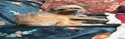 Border Terrier dogs for sale: Rehoming. Shy KC Border Terrier girl Betsy. 🥰 - Advert 3