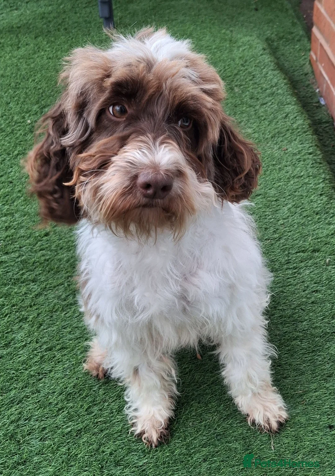 Cockapoo dogs for sale: ** Adorable Female Cockapoo** in Cannock - Advert 1