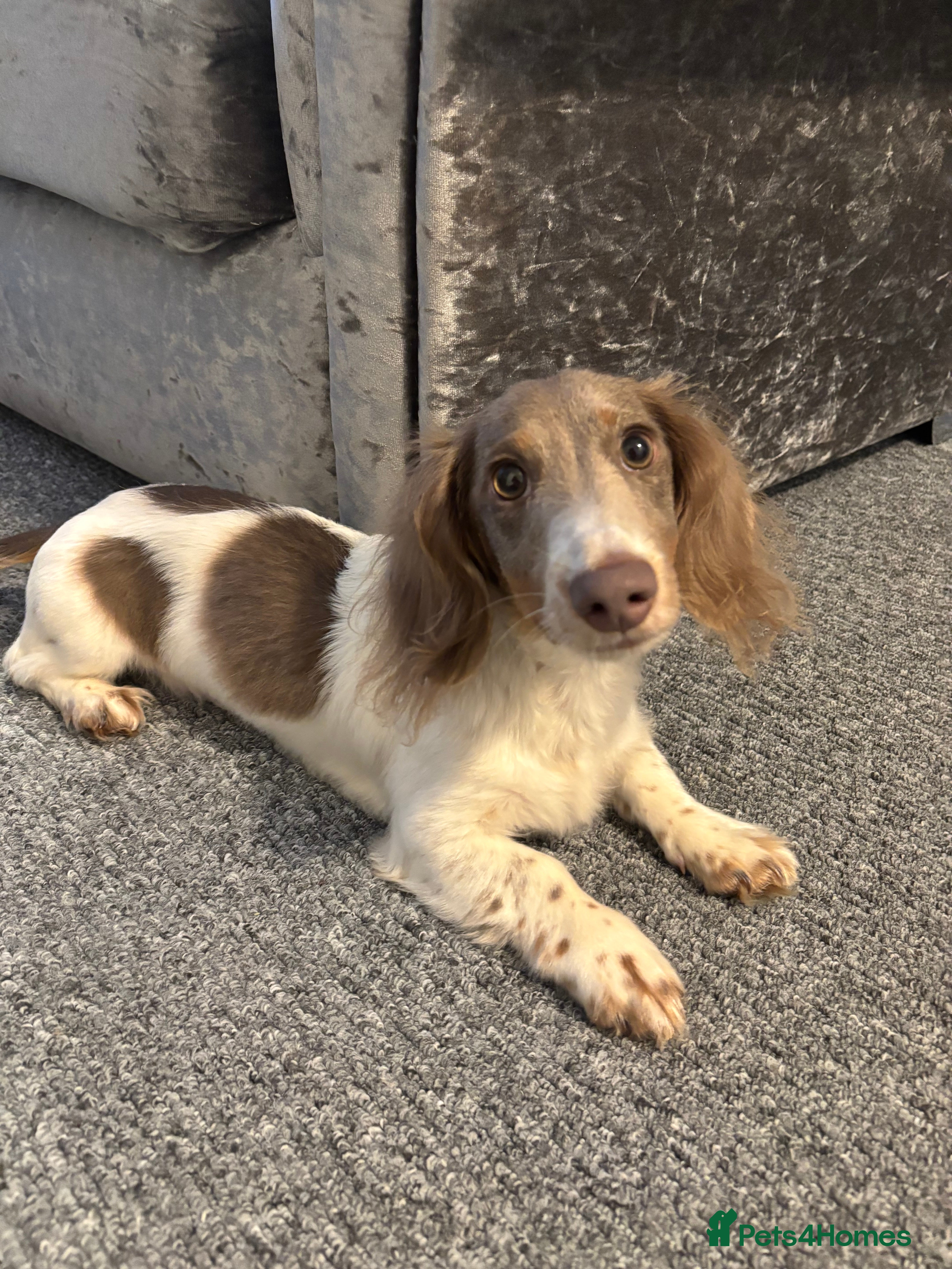 Miniature Dachshund dogs Long haired miniature dachshund  in Newport - Advert 1