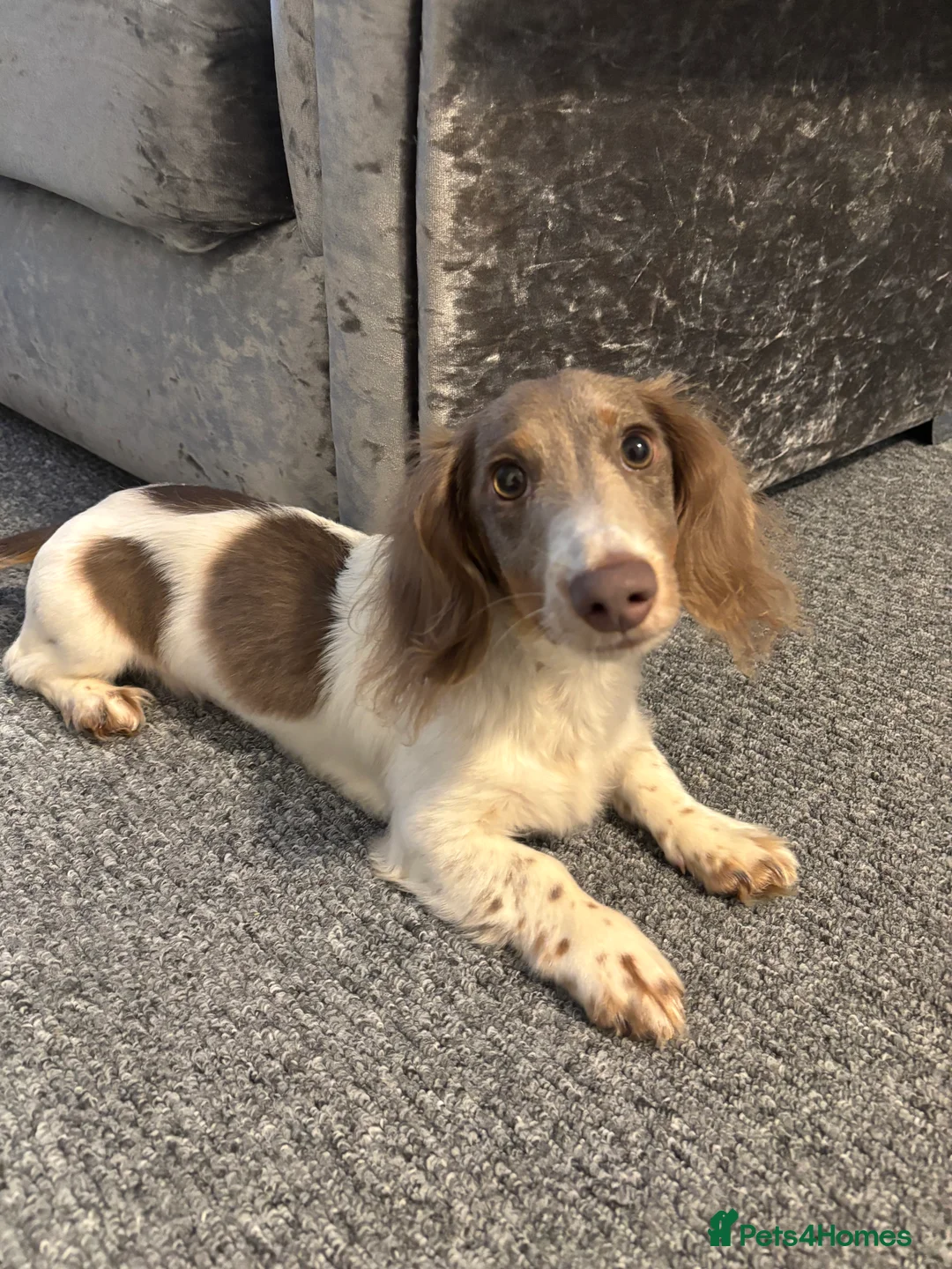 Miniature Dachshund dogs for sale: Long haired miniature dachshund  - Advert 1