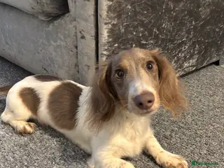 Miniature Dachshund dogs Long haired miniature dachshund - Advert 1