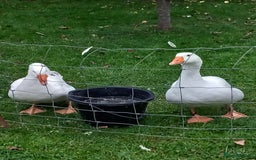 Geese poultry for sale: 2 Pilgrim geese - Image 2