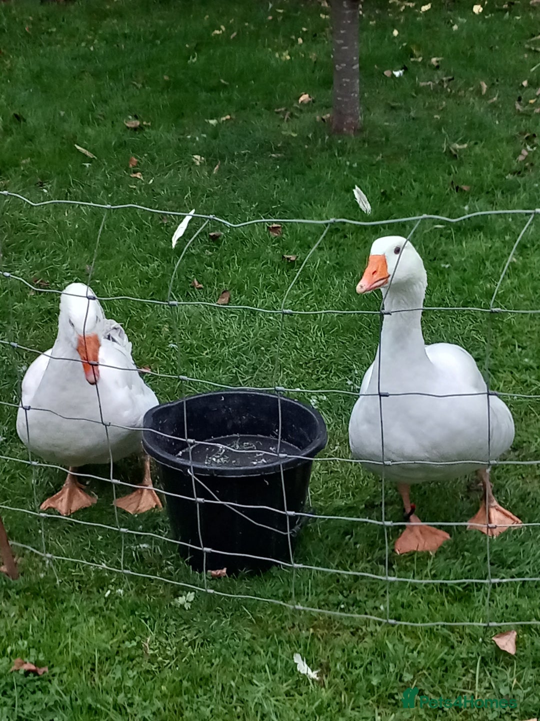 Geese poultry for sale: 2 Pilgrim geese - Image 2
