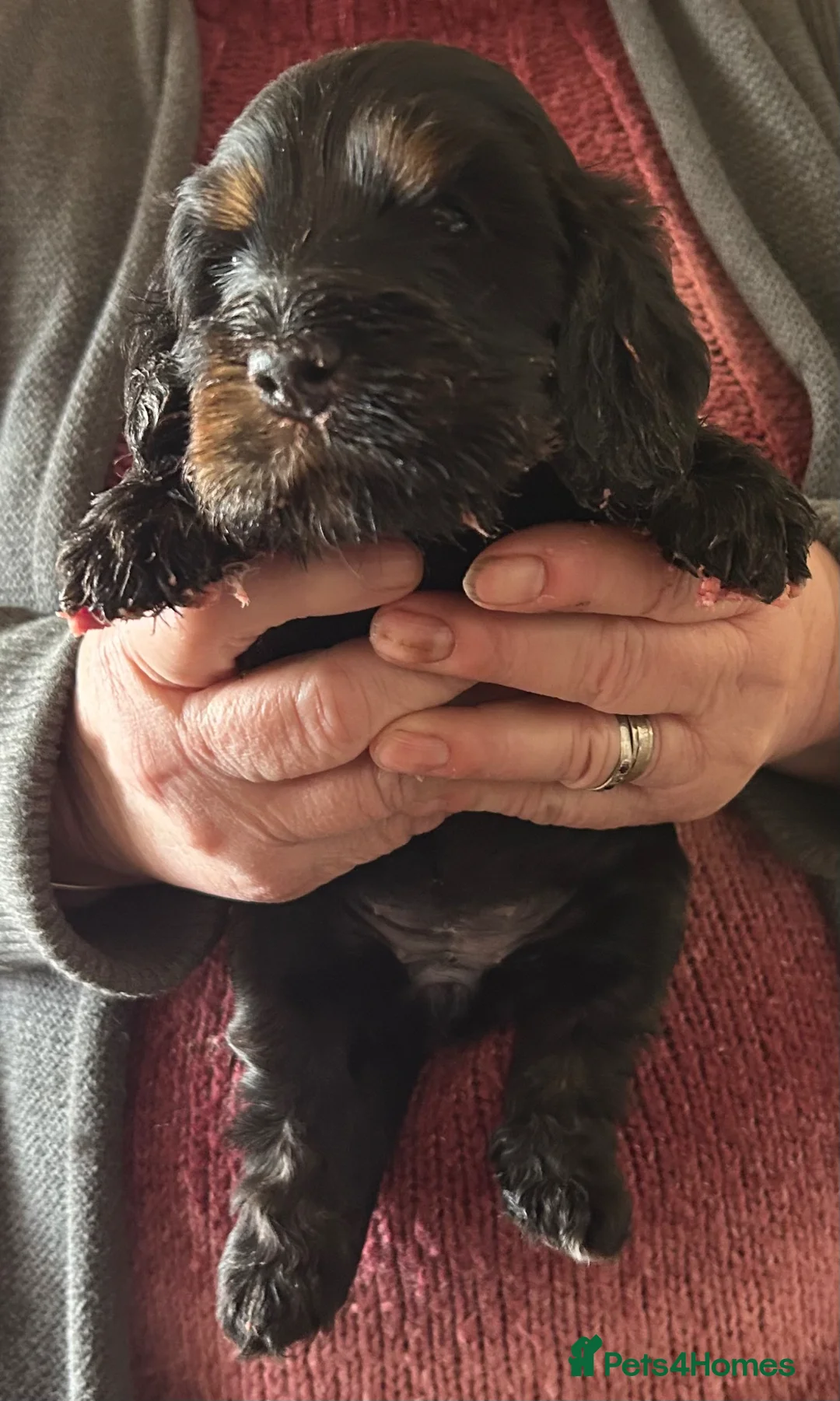 Cocker Spaniel dogs for sale: Lovely female black & Tan Show Type puppy - Advert 7