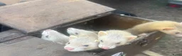 Ferret rodents for sale: 5 ferrets for sale  - Advert 2
