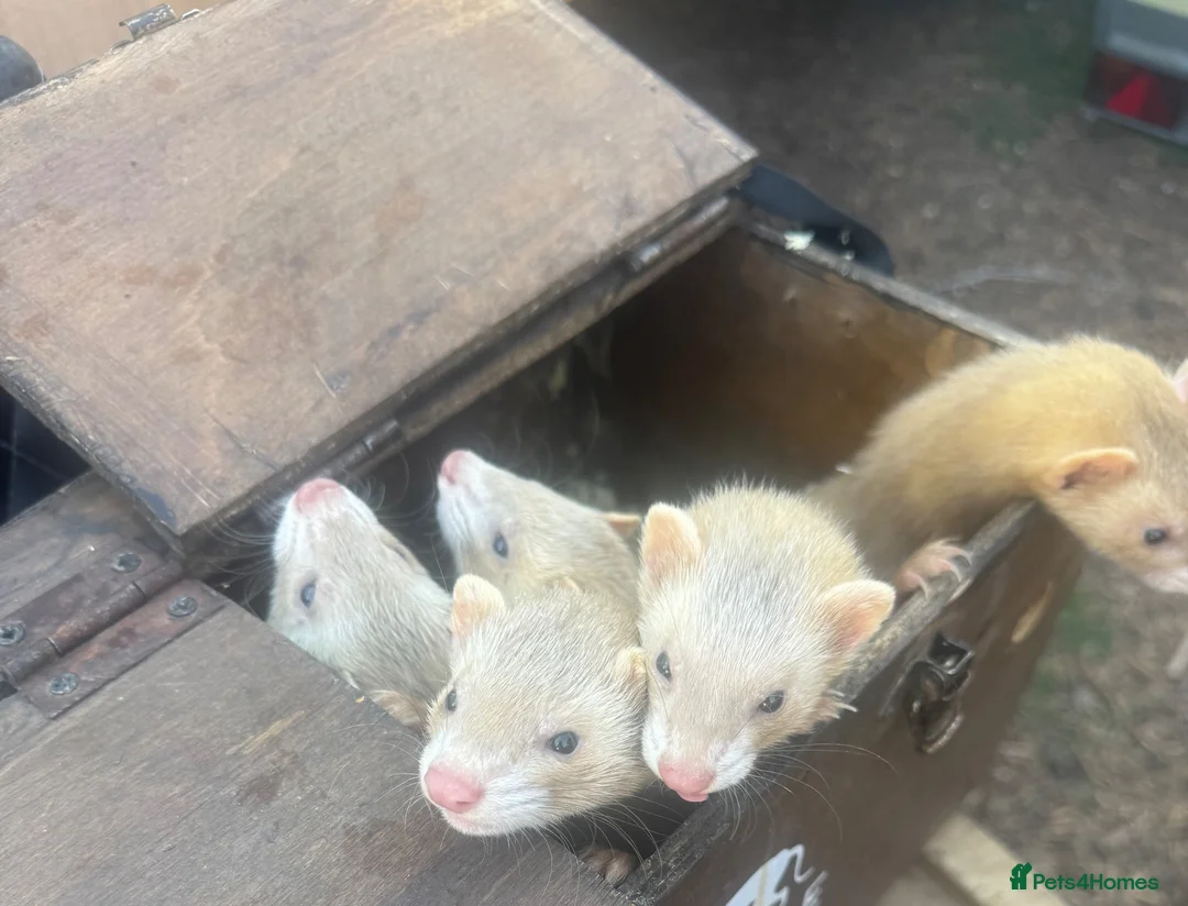 Ferret rodents for sale: 5 ferrets for sale  - Advert 2