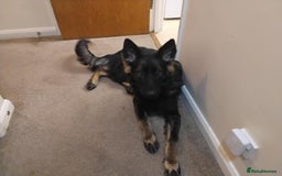 German Shepherd dogs for sale: Stunning Female German Shepherd - Image 1