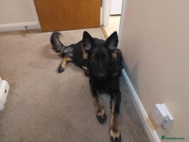 German Shepherd dogs - Advert 1