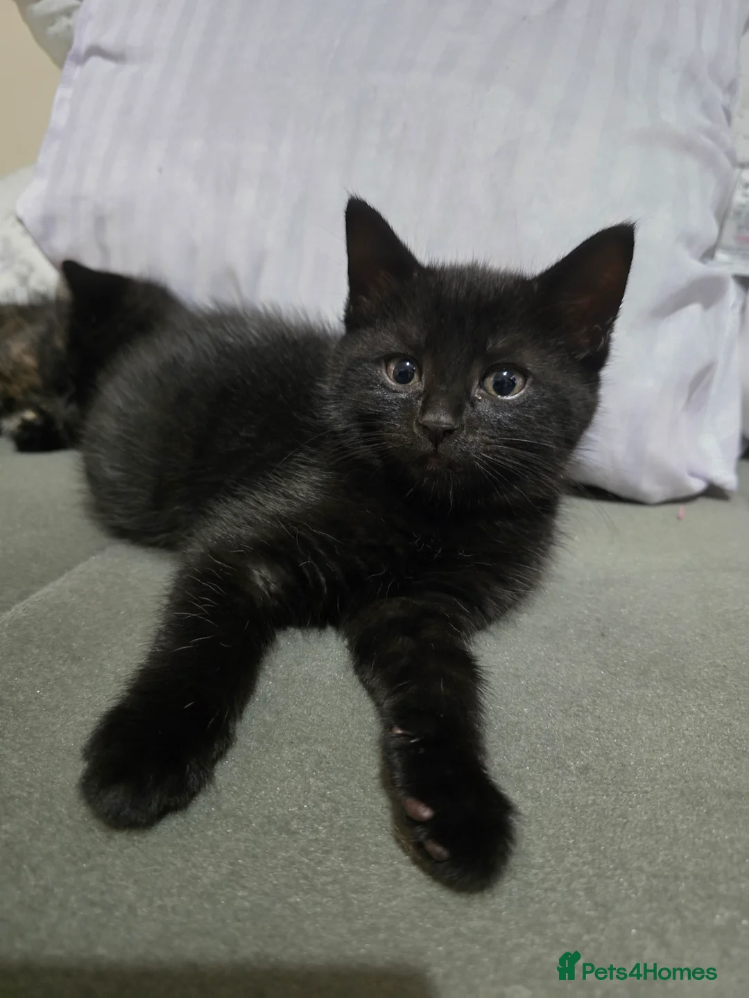 Mixed Breed cats for sale: Ragdoll mixed kitten  - Advert 3