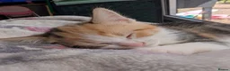 Mixed Breed cats for sale: Kittens  - Advert 3
