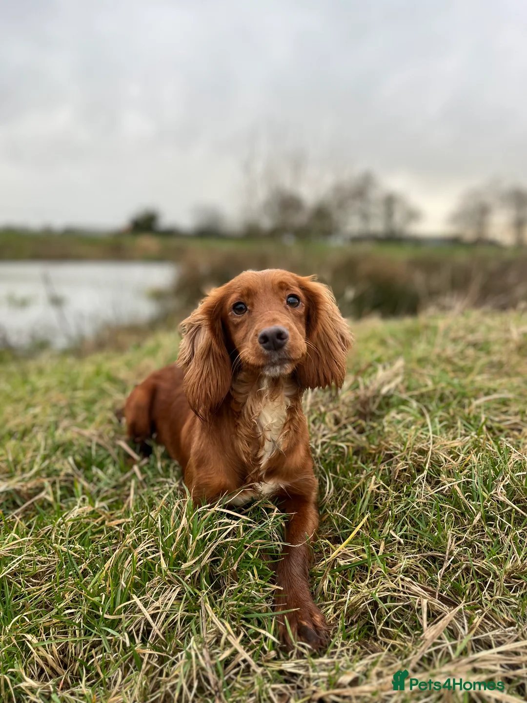 Cocker Spaniel dogs for sale: Kc Fox red, working cocker spaniels pups - Advert 7