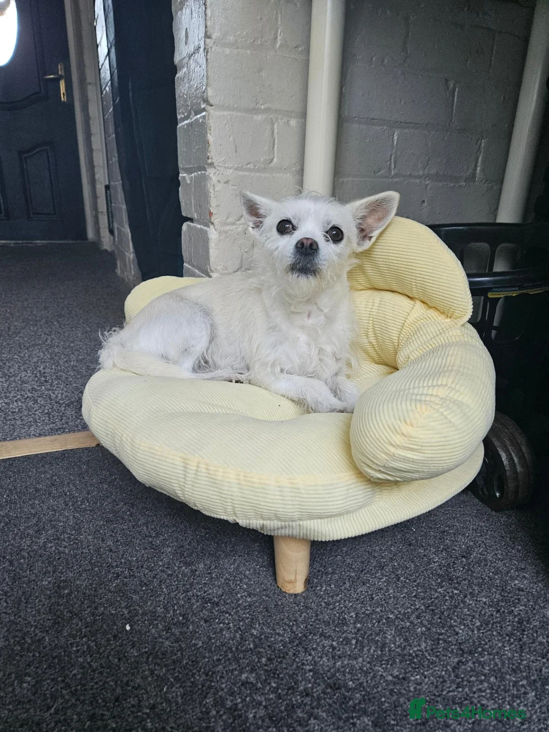 Mixed Breed dogs for sale: Maltese x chihuahua  - Advert 2