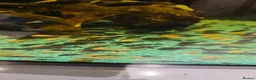 Plecos fish for sale: Plecs for sale  - Advert 2