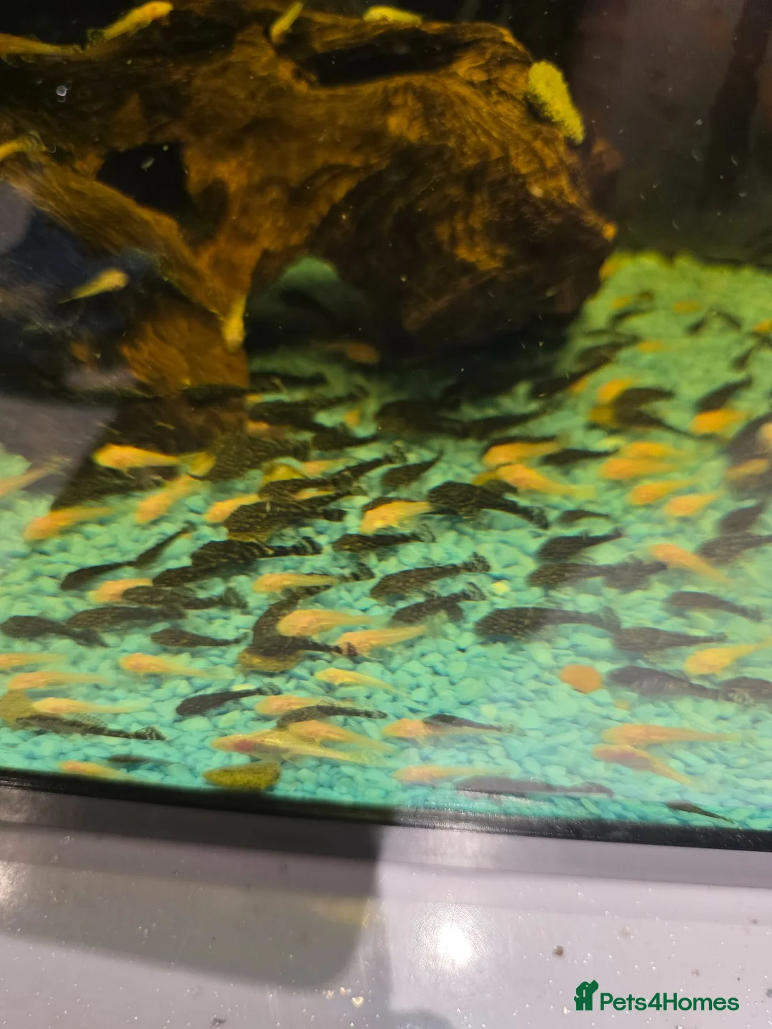 Plecos fish for sale: Plecs for sale  - Advert 2