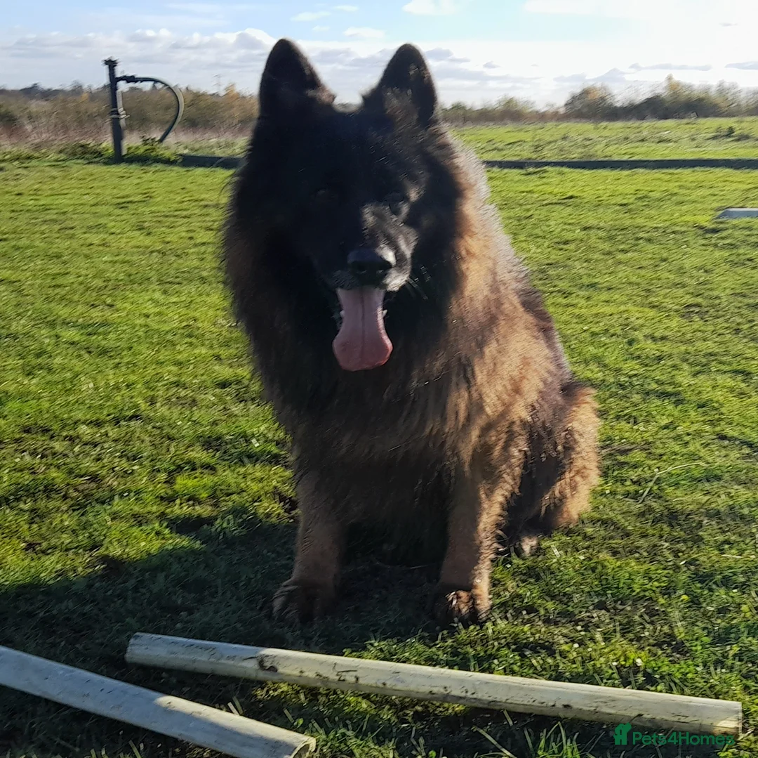 German Shepherd dogs for sale: German Shepherd looking for a loving forever home - Advert 10