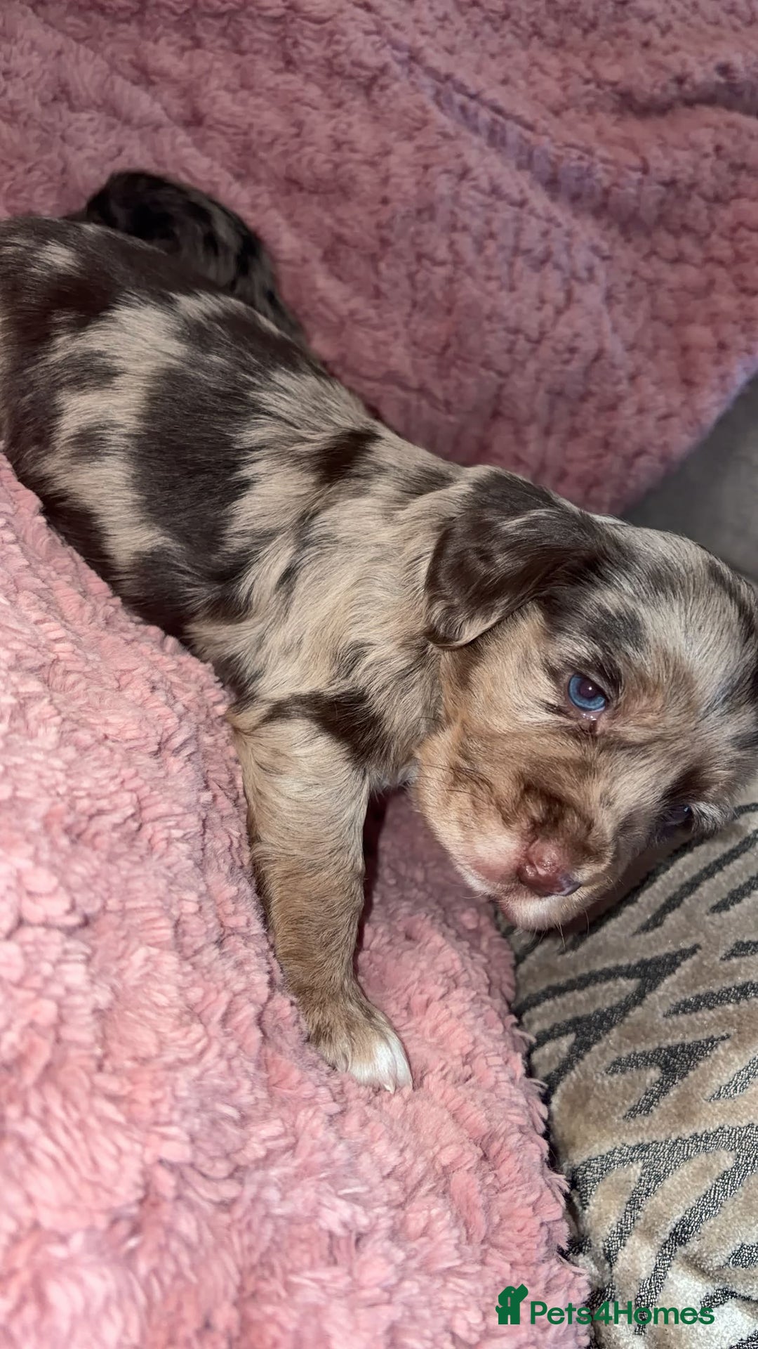 Cocker Spaniel dogs for sale: Cocker spaniel puppies - Advert 1