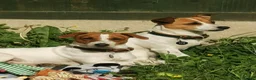 Jack Russell dogs for stud: Stud jack russell  - Advert 4