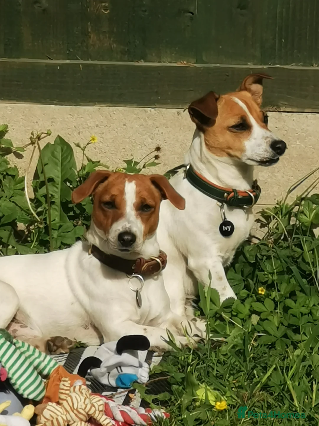 Jack Russell dogs for stud: Stud jack russell  - Advert 4